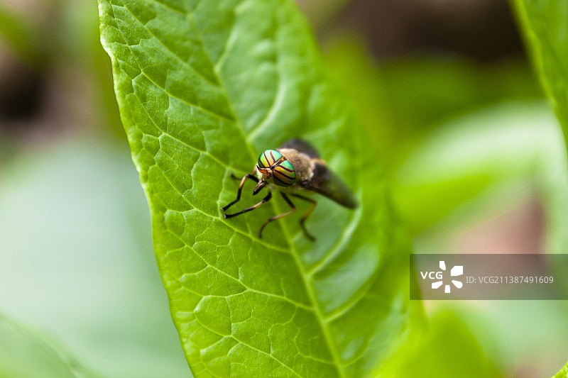 初夏大自然野生的小动物牛虻图片素材