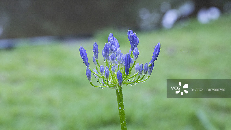 雨后百子莲图片素材