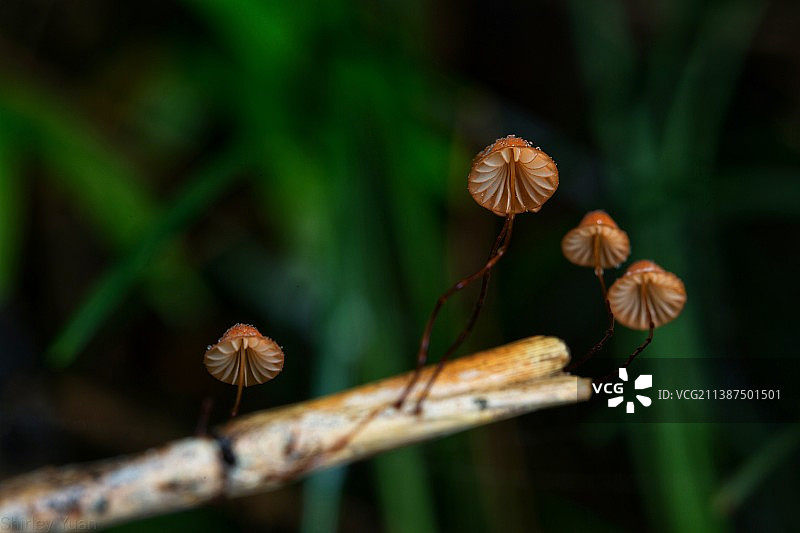 小皮伞图片素材