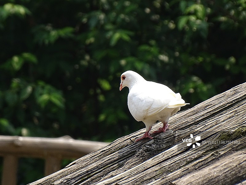 一只和平鸽图片素材