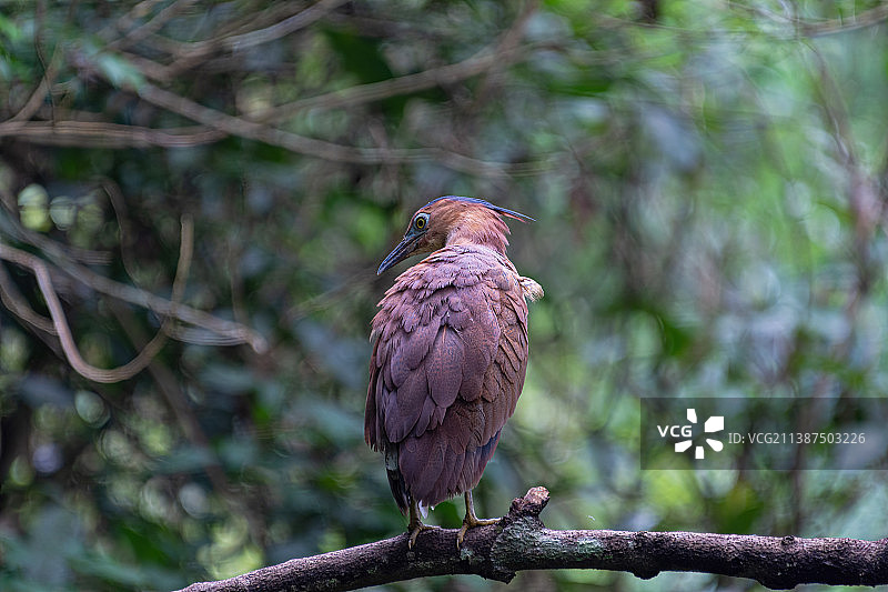 黑冠鳽图片素材