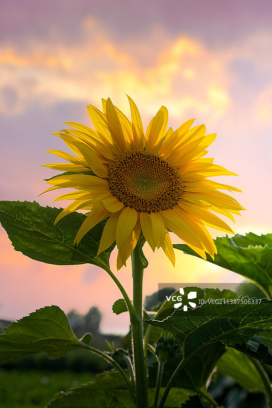 阳光下的一棵向日葵图片素材