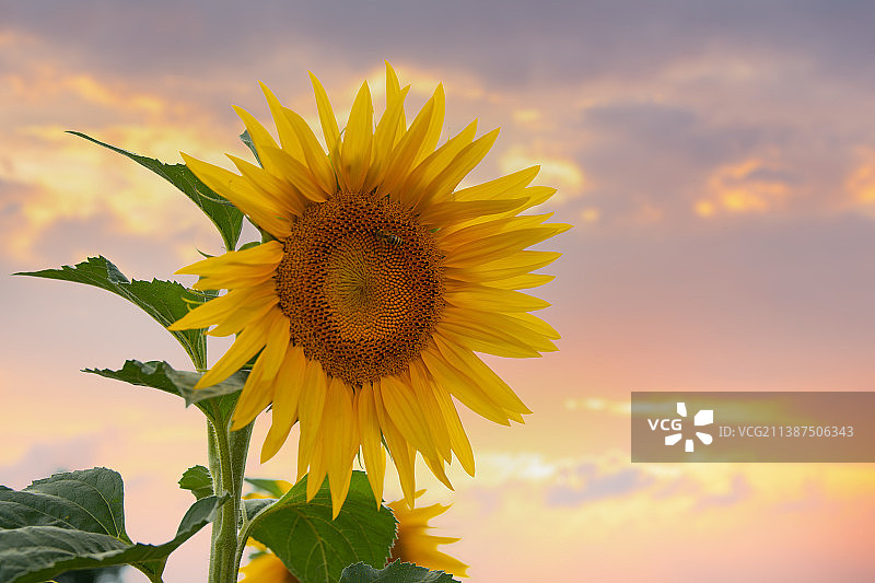 阳光下的一棵向日葵图片素材