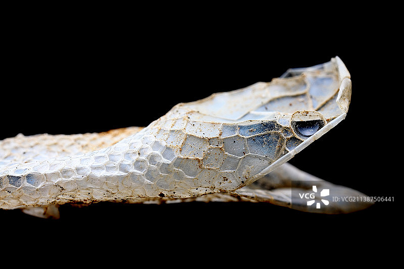 【威猛犹存】图片素材