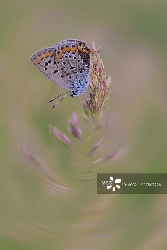 美丽自然图片素材