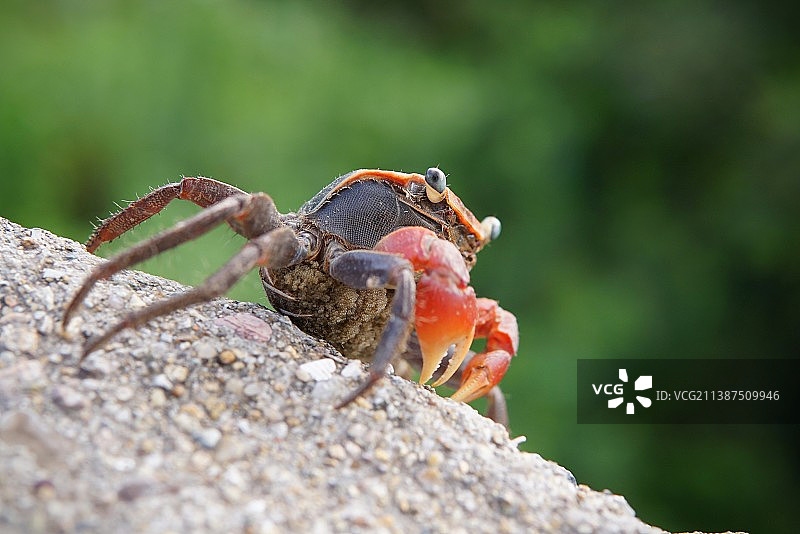 沙蟹图片素材