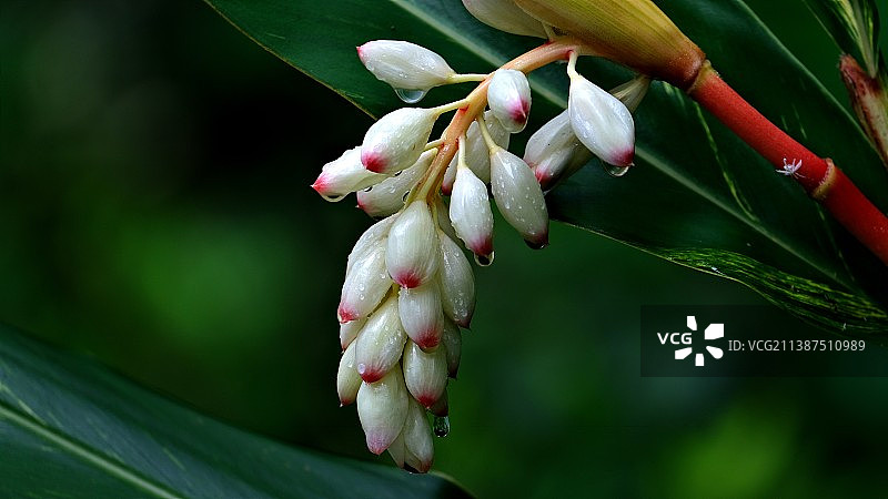 花叶艳山姜图片素材