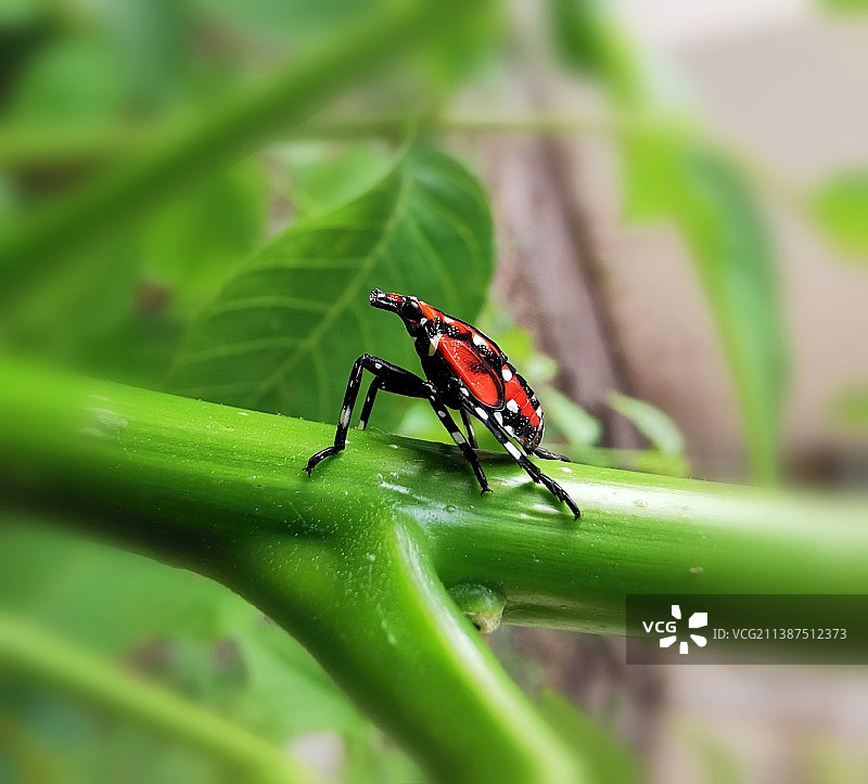 斑衣蜡蝉图片素材