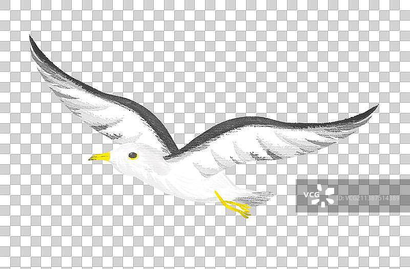 一只海鸥图片素材