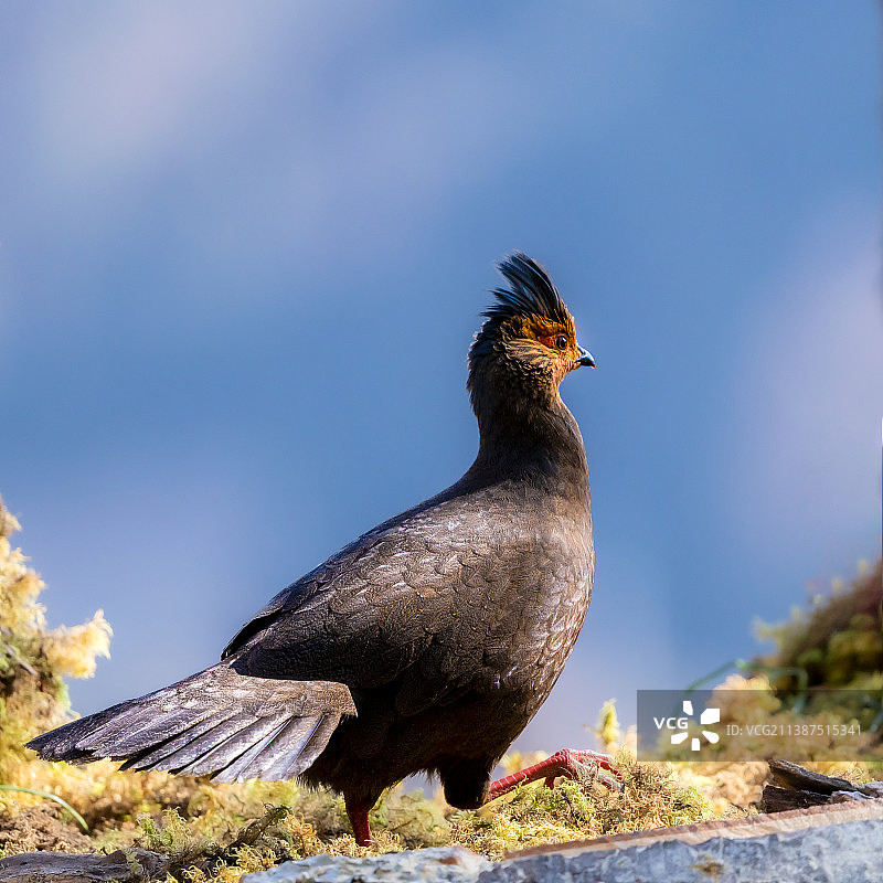 漂亮的血雉图片素材