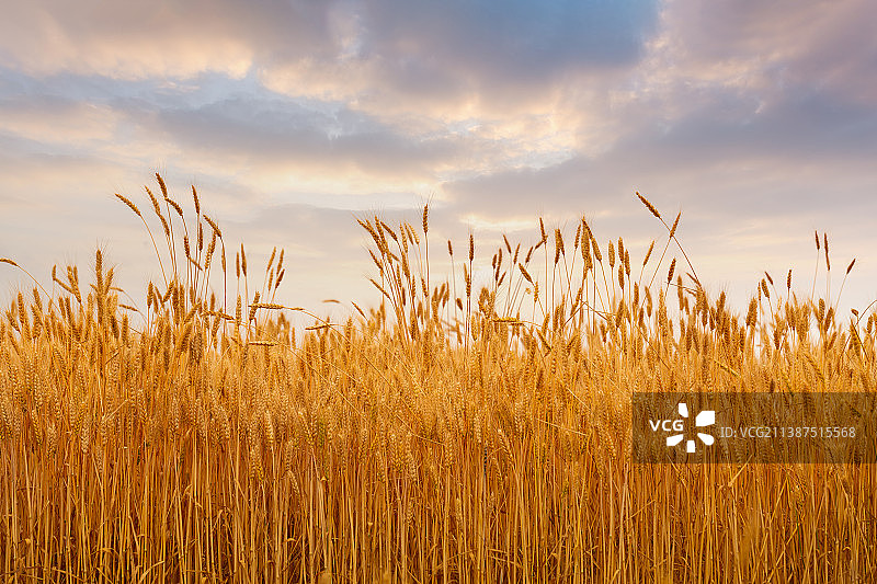 成熟的小麦，麦田图片素材