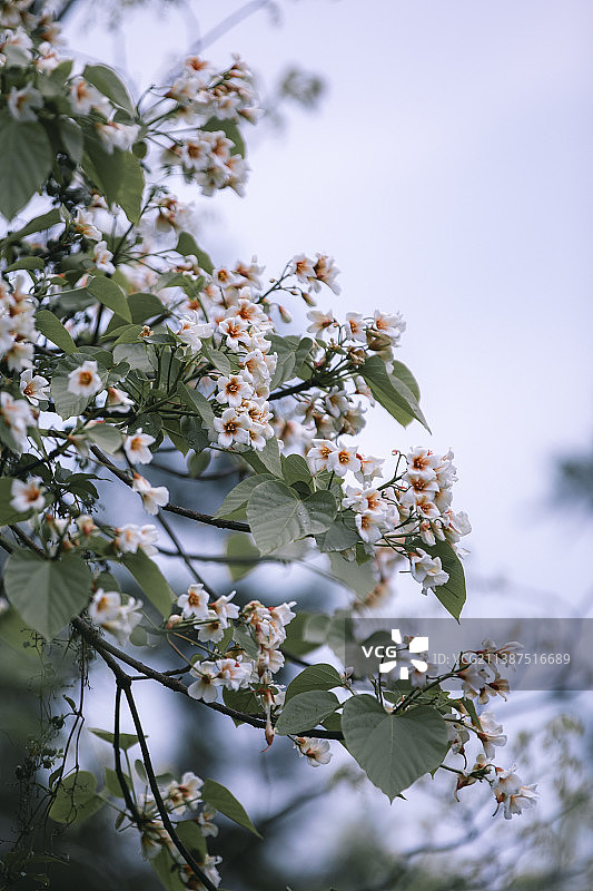 桐子花开图片素材