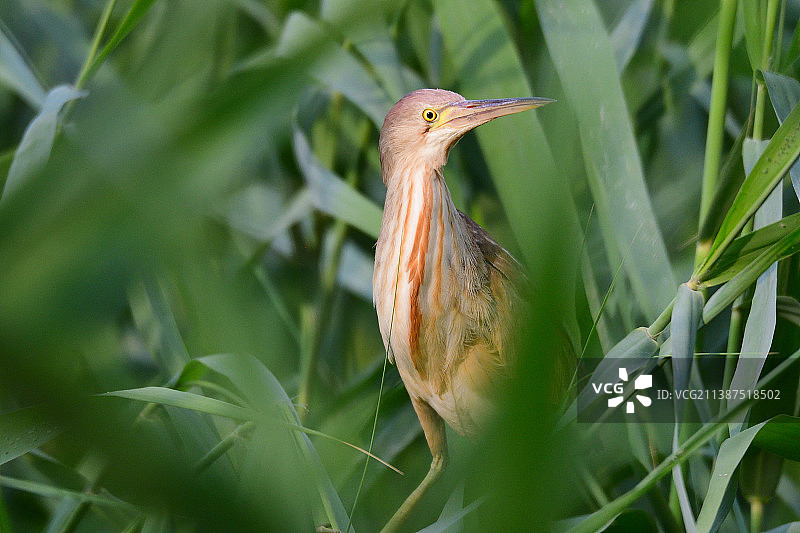 黄苇鳽图片素材