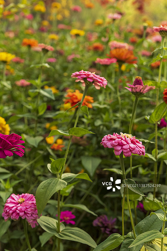 多色的百日菊花丛图片素材