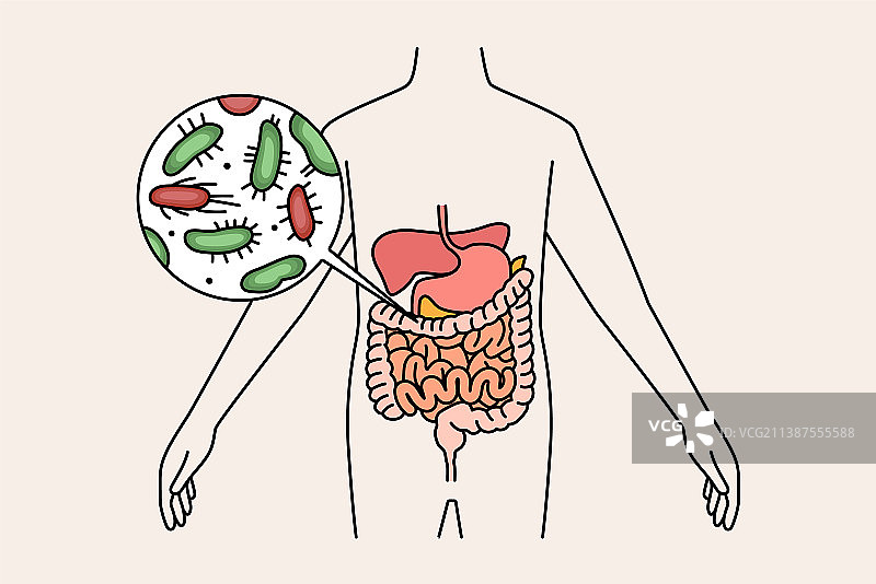 消化系统与肠道概念图片素材
