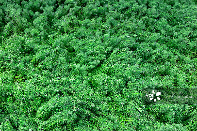 绿色细叶植被图片素材