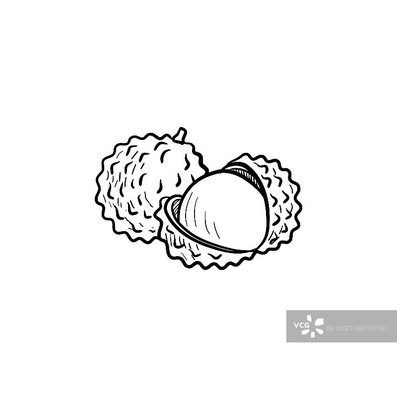 荔枝水果素描图片素材