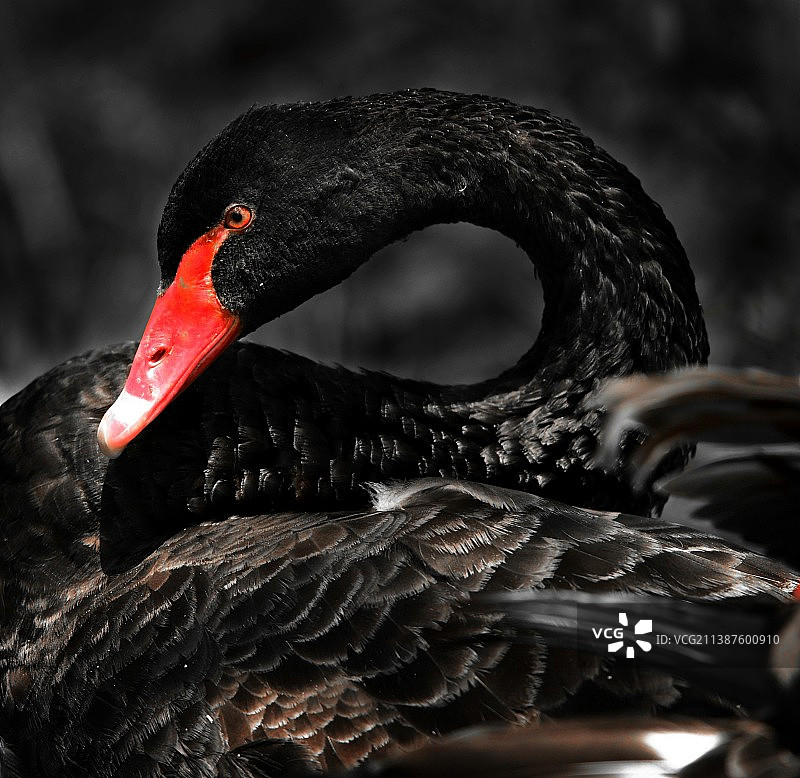 天鹅局部特写图片素材