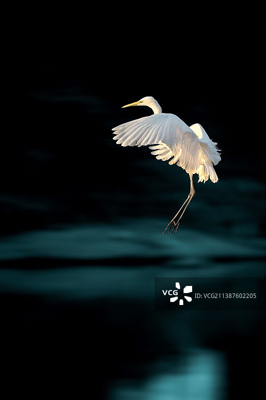 白鹭--看落日图片素材