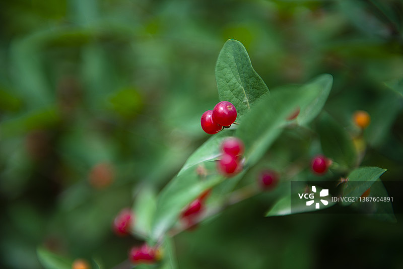 初夏金银忍冬小红果实像极了红宝石图片素材