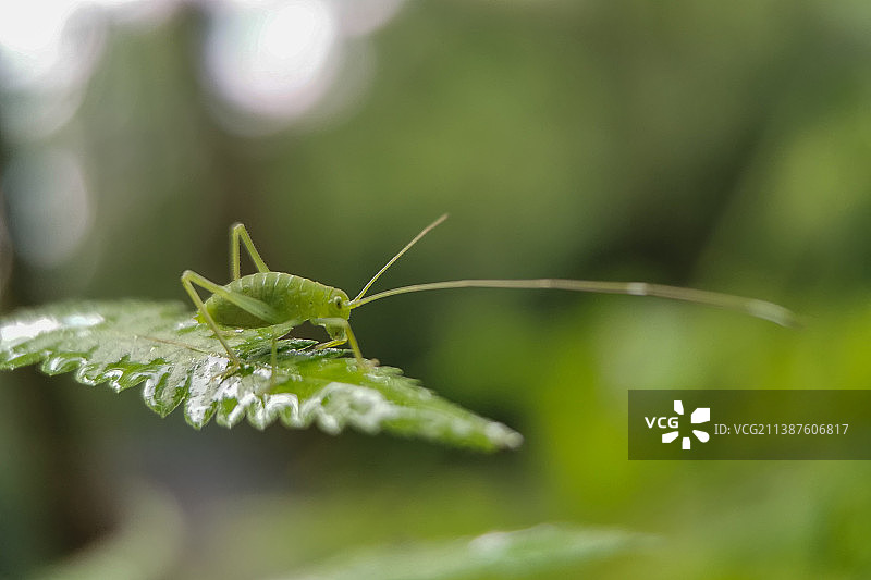 螽斯图片素材