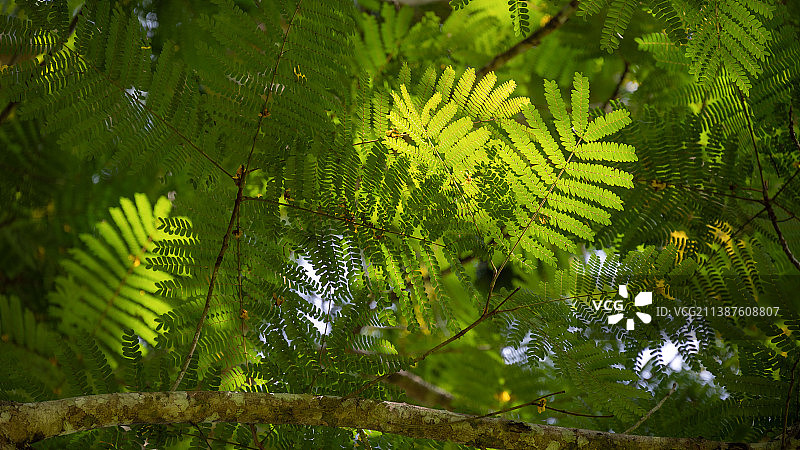 白天的植物园图片素材