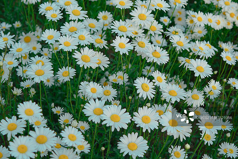 雏菊的高角度视野图片素材