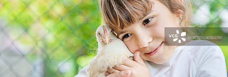 家养农场的生态鸡图片素材