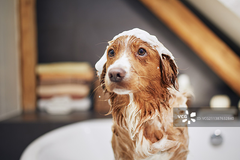 狗狗在家洗澡图片素材