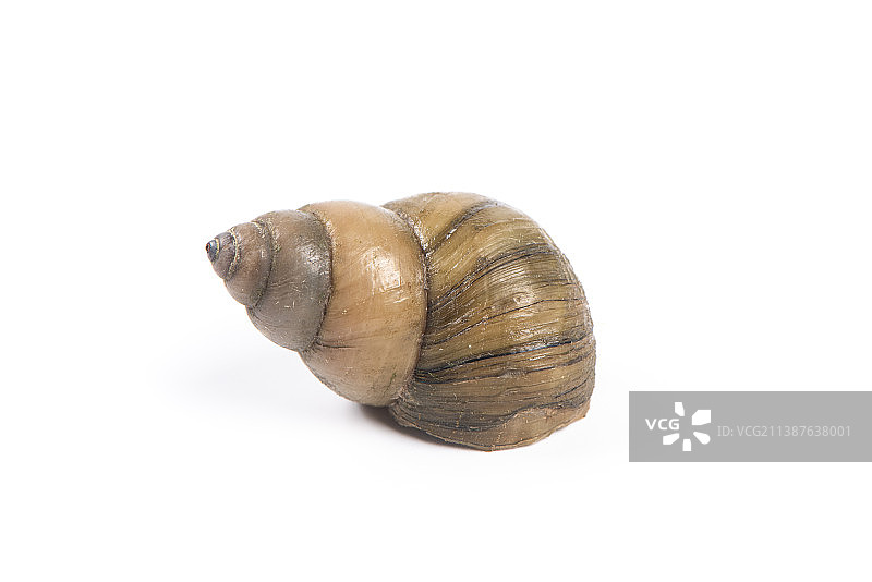 白底上的一个田螺图片素材