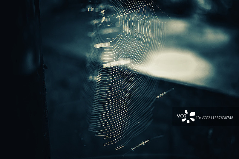 蛛网上的蜘蛛特写图片素材