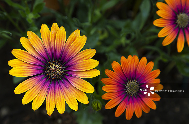 黄色植物特写，英国默瑟尔蒂德菲尔图片素材