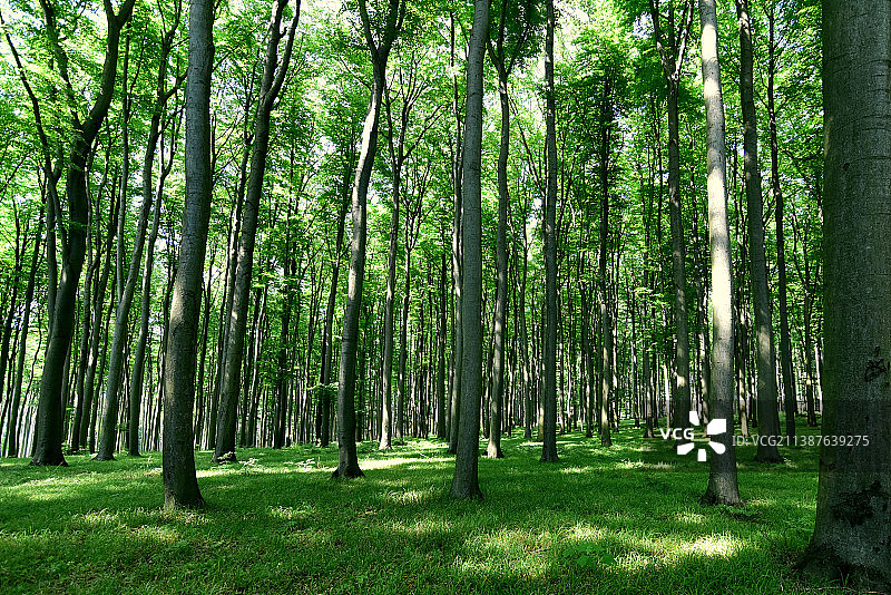 树木在森林图片素材