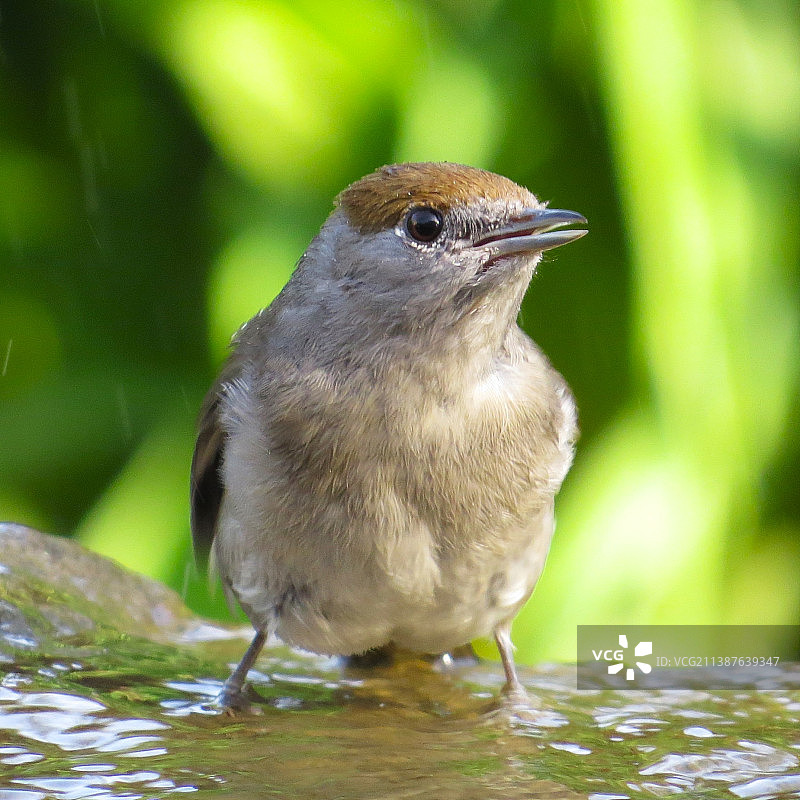 特写：鸣鹟栖息于岩石上图片素材