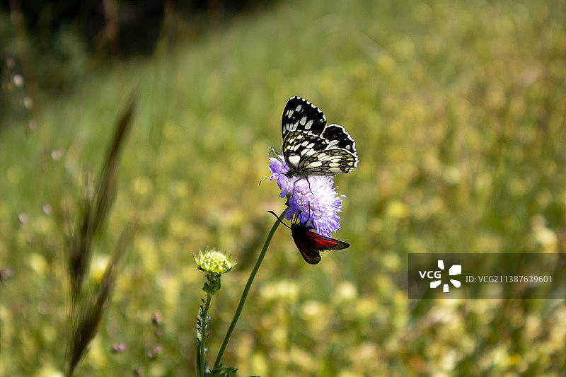 瑞士瓦尔陶紫色花朵上蝴蝶授粉特写图片素材