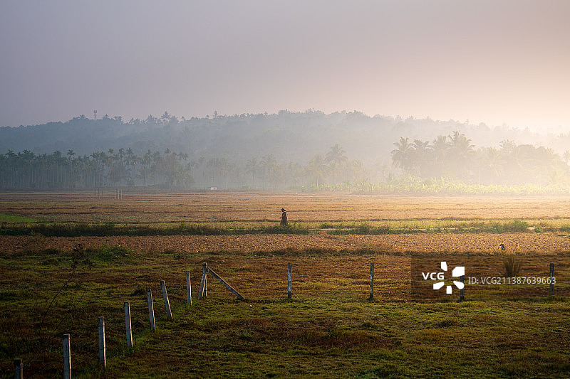 雾天印度喀拉拉邦的田野风光图片素材