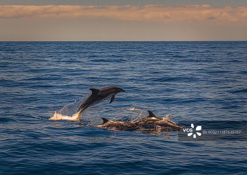 从高处拍摄的普通海豚在海中游泳图片素材