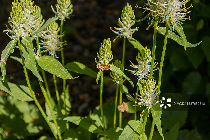 列支敦士登甘普林花卉植物特写图片素材