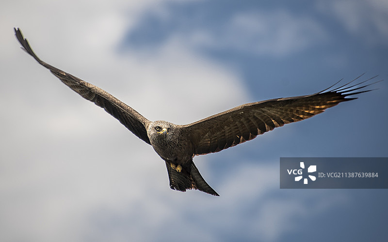 飞翔的老鹰的低角度景观图片素材