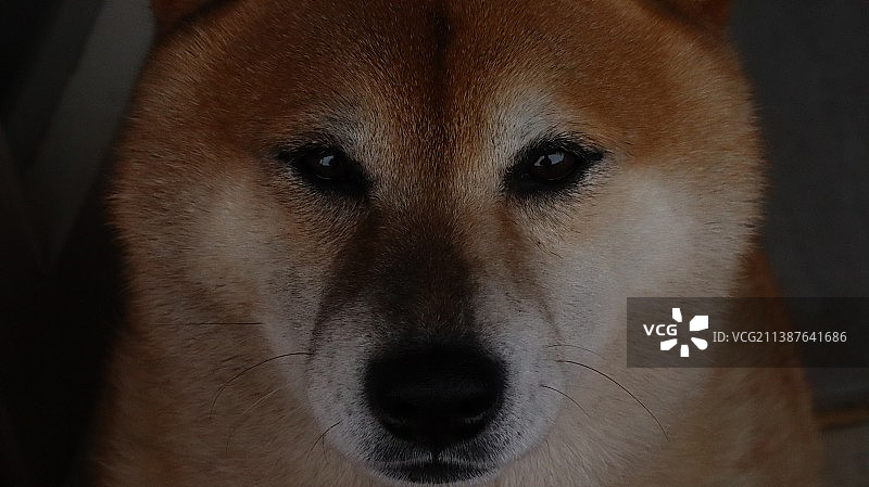 柴犬特写图片素材