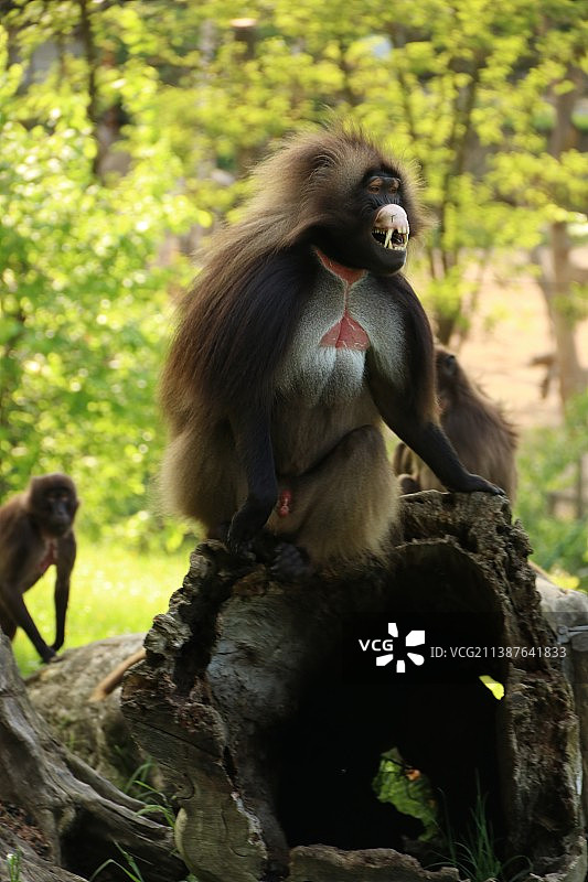 捷克共和国树上吃食物的狮尾狒特写图片素材