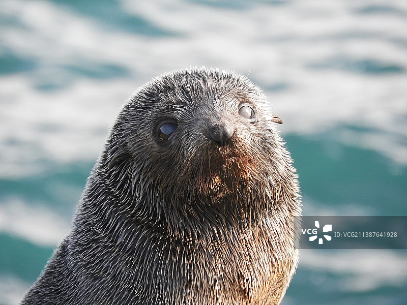海滩海豹特写，新西兰图片素材