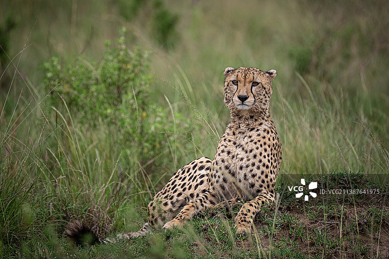 非洲猎豹侧视图，坐于草地之上图片素材