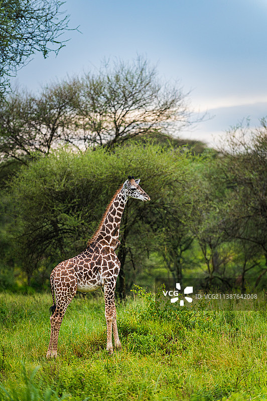 坦桑尼亚草原上行走的小马赛长颈鹿图片素材