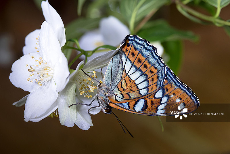 蝴蝶在花上授粉的特写图片素材