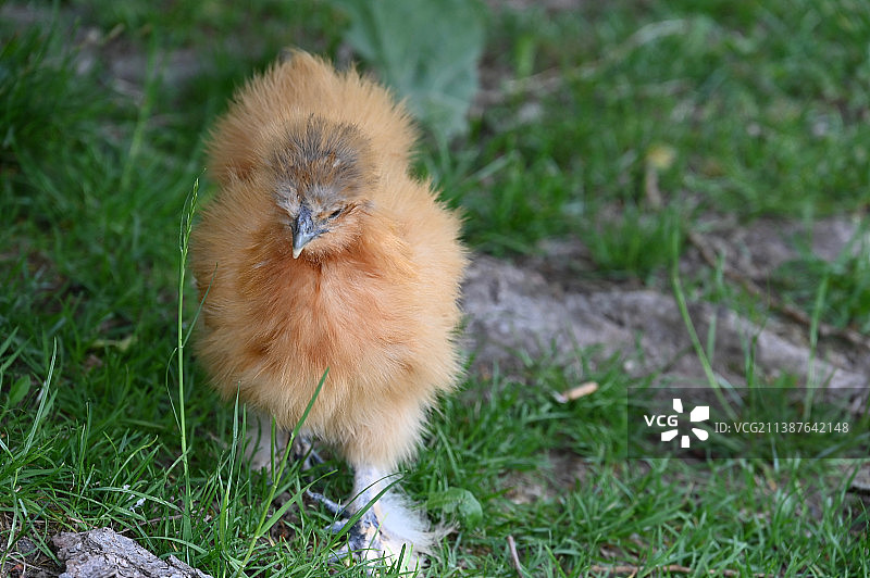 草地上栖息的鸡特写，德国普林茨图片素材