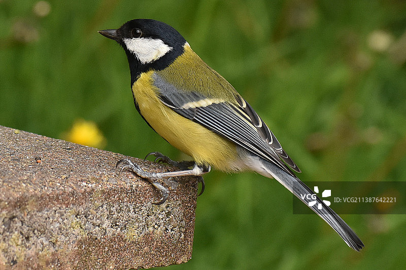 停留在木头上的大山雀特写图片素材