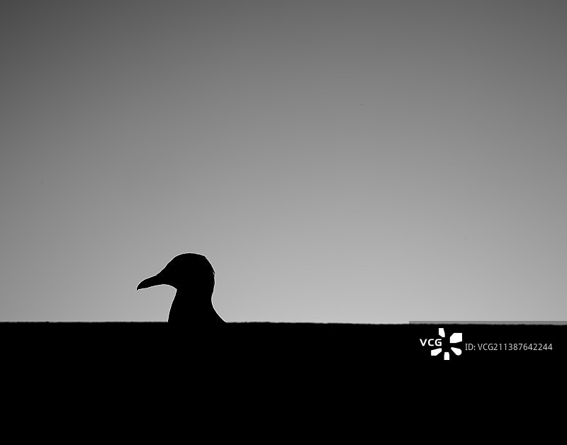 停靠在晴朗天空下的鸟剪影图片素材