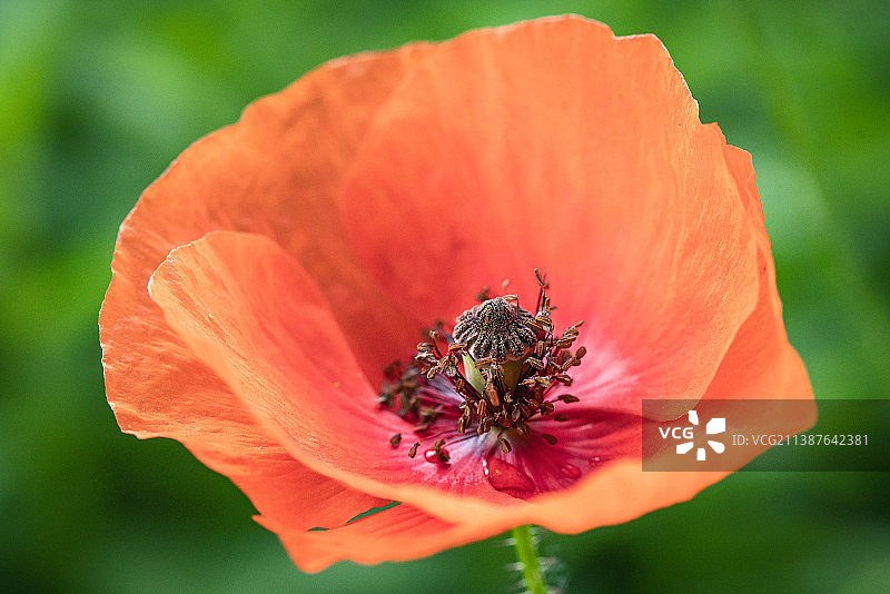 橙色罂粟花特写图片素材