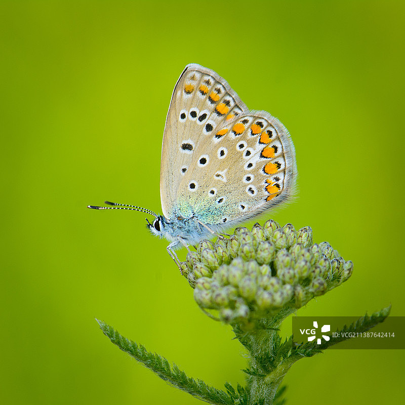 埃尔祖鲁姆蝴蝶采蜜特写，土耳其图片素材
